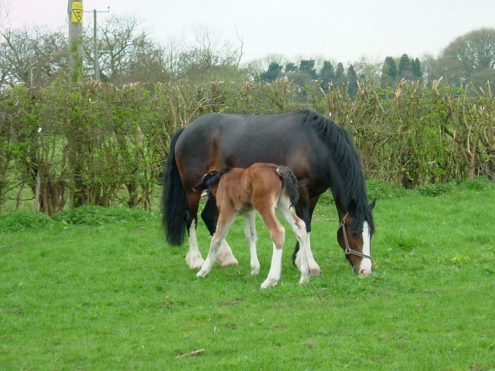 Buttons&Foal2